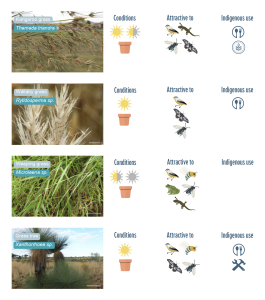 australian native plant guide